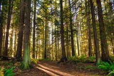 the sun shines through the tall trees in the forest on a sunny day,