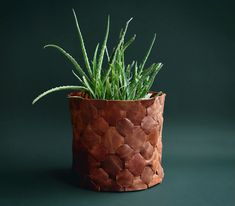 a potted plant sitting on top of a green table next to a black wall