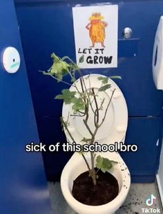 a toilet with a plant growing out of it