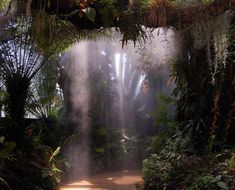 sunlight streaming through the trees in a tropical setting with mist coming from the ceiling and plants growing on the ground