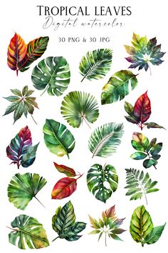 tropical leaves watercolor clipart set