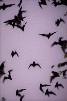 a flock of bats flying in the sky