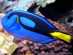 a blue and yellow fish is swimming in the water near some corals on the ocean floor