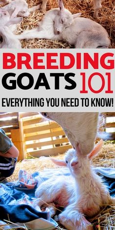 the cover of feeding goats 101 everything you need to know