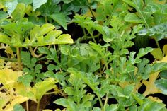 some green plants are growing in the dirt