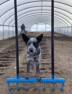 a dog is standing on a blue pole in a large greenhouse with dirt and grass