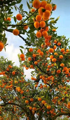 an orange tree with lots of ripe fruit on it's branches and green leaves