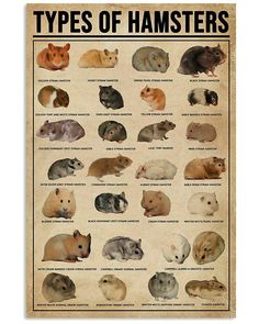 a poster with different types of hamsters on it's back side and the words,