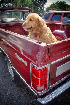 a dog sitting in the back of a red pickup truck