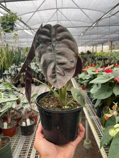 a person holding up a potted plant in a greenhouse