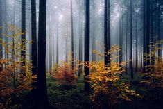 a forest filled with lots of tall trees covered in yellow and red leaves on top of it