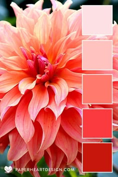 an orange and pink flower is shown in this color scheme for the springtime season