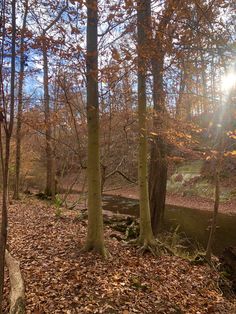 the sun is shining through the trees in the woods with fallen leaves on the ground