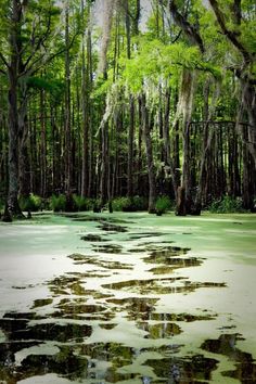 the water is covered with algae and trees