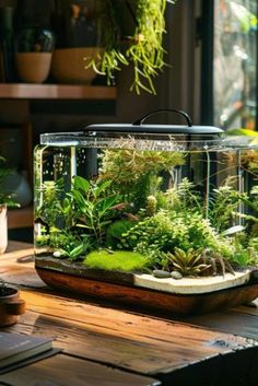 an aquarium filled with plants sitting on top of a wooden table next to potted plants