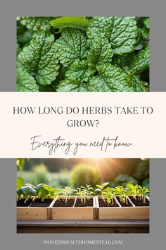 a garden with green plants and the words how long do herbs take to grow?