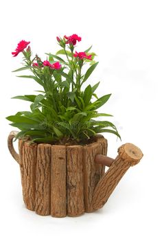 a wooden watering can with pink flowers in it on a white background stock images and royalty photos