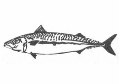 a black and white drawing of a fish with stripes on it's back legs