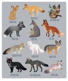 an image of different types of foxes