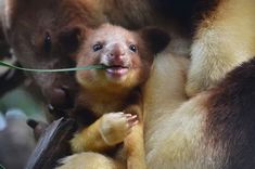 a small monkey is holding on to a tree branch with its mouth open and tongue out