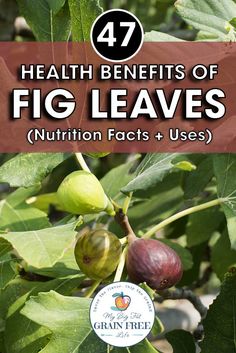 figs growing on the tree with text overlay that reads 47 health benefits of fig leaves nutrition fact uses