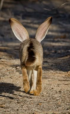 an animal that is walking around in the dirt with it's ears up and eyes closed