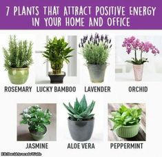 the facebook page for david wolf's plants that attract positive energy in your home and office