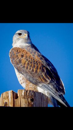 a brown and white bird sitting on top of a wooden post next to a blue sky