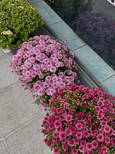 pink and purple flowers in pots on the ground