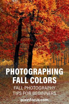 an image of fall trees with the words photographing fall colors