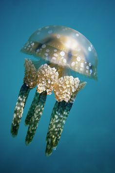 a jellyfish swimming in the blue water