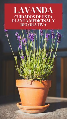 a potted plant sitting on top of a table next to a sign that says lavanda