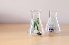 two glass vases with plants in them on a wooden table next to each other