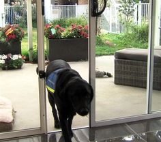 a large black dog standing in front of a sliding glass door