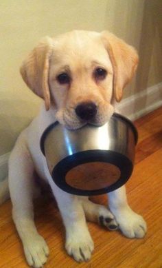 a yellow lab puppy holding a metal bowl in its mouth and looking at the camera