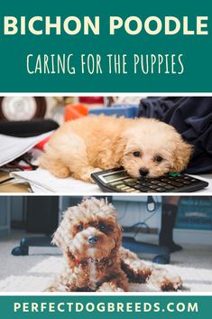 a brown dog laying on top of a rug next to a calculator