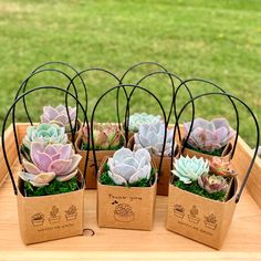 small succulents are arranged in boxes on a table