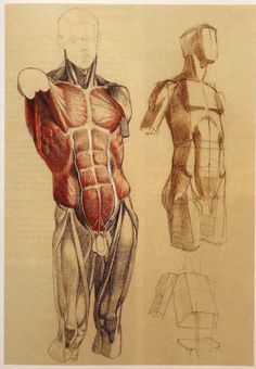 three different views of the human body