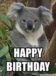 a koala bear sitting on top of a tree with the caption happy birthday