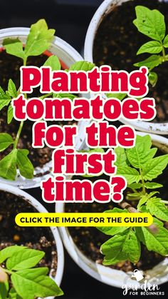 plants with the words planting tomatoes for the first time