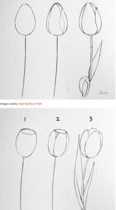 how to draw tulips step by step