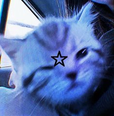 a white cat with a star on it's forehead