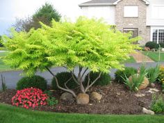 a green tree sitting in the middle of a flower bed next to a driveway and house