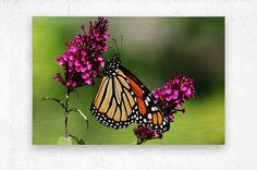 a monarch butterfly resting on some purple flowers in front of a green background metal print