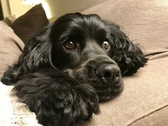 a black dog laying on top of a couch