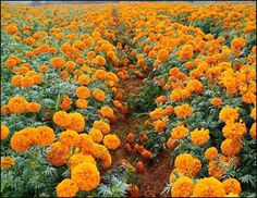 many orange flowers in the middle of a field