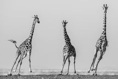 three giraffes are standing in the dirt