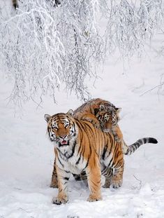 two tigers are walking in the snow together