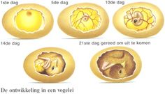 the stages of an orange in different stages