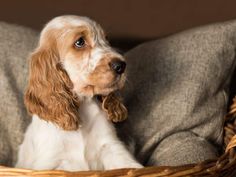 a brown and white dog sitting in a basket